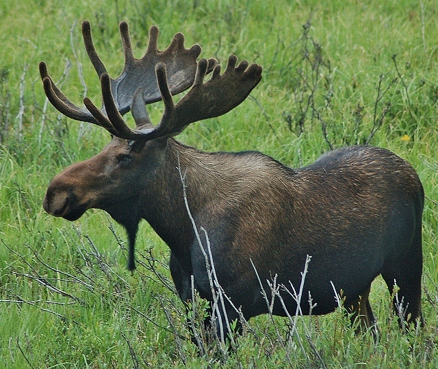 moose on the Trail Ridge Road